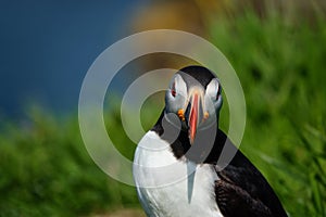 Curious looking Atlantic Puffin on Lunga Island in Scotland