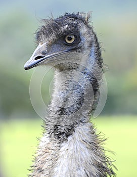 Curious looking australian emu bird, north queensland, australia