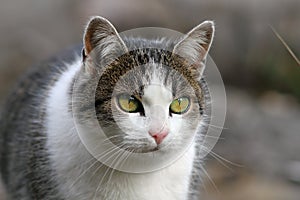 Curious looking cat portrait