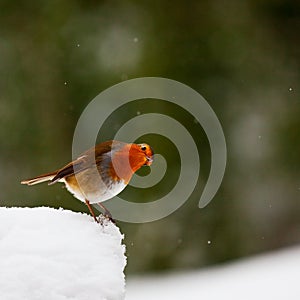 Curious looking Robin in snow