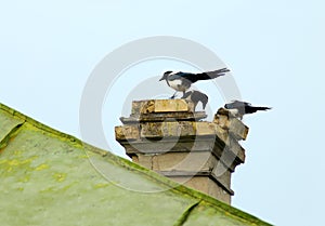 Curious magpies