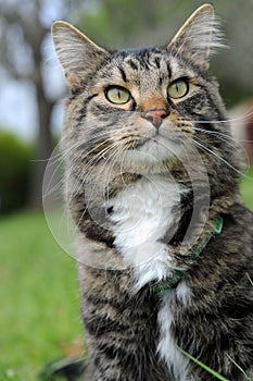 Curious Maine Coon Cat