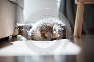 Naughty maine coon cat scratching sofa