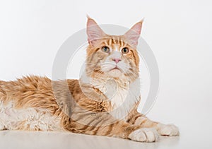 Curious Maine Coon Cat Sitting on the White Table with Reflection. White Background. Portrait.