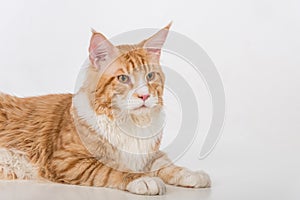 Curious Maine Coon Cat Sitting on the White Table with Reflection. White Background. Portrait.