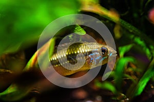 Curious male Apistogramma mendezi, rare and unique freshwater dwarf cichlid fish, caught near Barcelos, Rio Negro photo