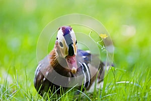 Curious male mandarin duck