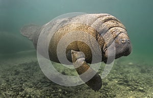 Curious Manatee photo