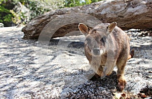 Curious Mareeba Rock-wallaby