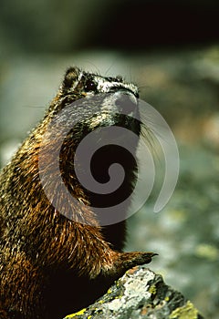 Curious Marmot