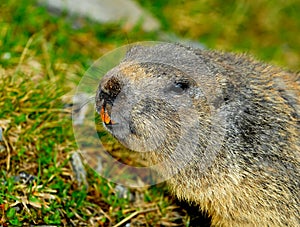 Curious Marmot