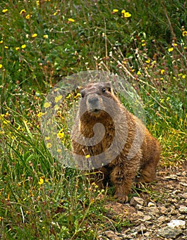 Curious Marmot