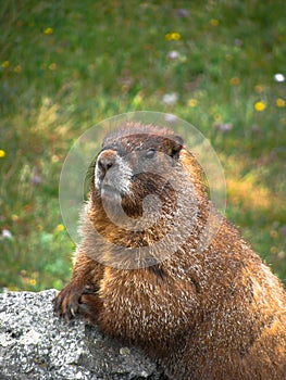 Curious Marmot