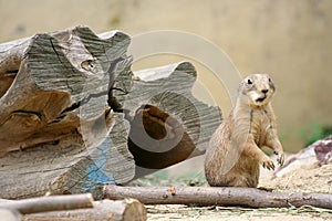 Curious marmot