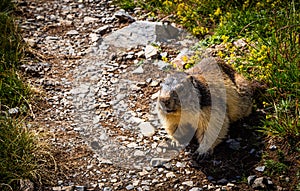 Curious marmot crossing a trail in summertime