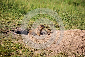 A curious marmot cub looks out of the hole. Field with herbs. Sunny summer day
