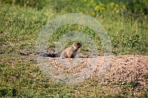 A curious marmot cub looks out of the hole. Sunny summer day. Field with herbs