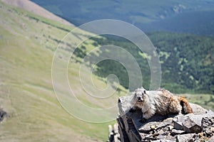 Curious marmot enjoying the view on top of the mountain in Canadian Rockies, Canada