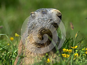 Curious marmot looking out on the Alps - 1