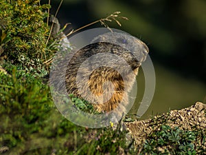 Curious marmot looking out on the Alps - 2