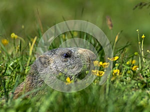 Curious marmot looking out on the Alps - 2