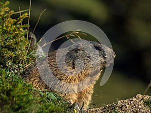 Curious marmot looking out on the Alps - 3