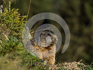 Curious marmot looking out on the Alps - 6