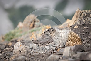 Curious marmot looking for something to eat, Canadian Rockies, Canada