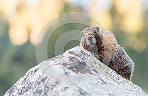 Curious Marmot Looks at Camera