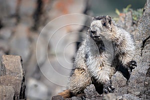 Curious marmot posing for portrait in Canadian Rockies, Canada
