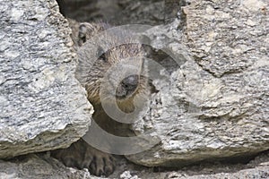 Curious marmot in a rock stone