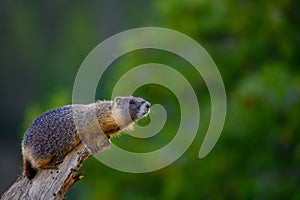 Curious Marmot Sniffs over edge of branch