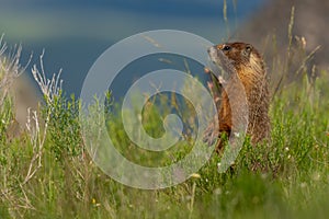 Curious Marmot Stands up in Thick Field