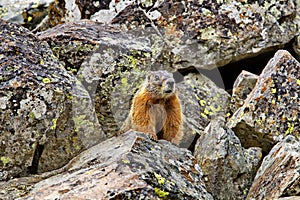 Curious marmot in Yellowstone National Park