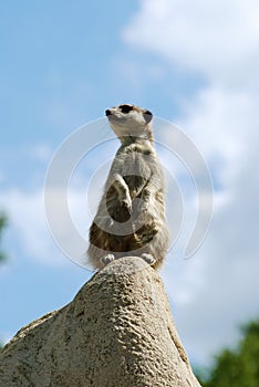 Curious meercat