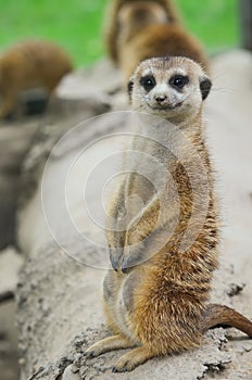 Curious Meercat photo