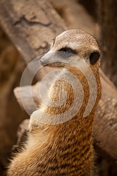 Curious meercat on a tree trunk