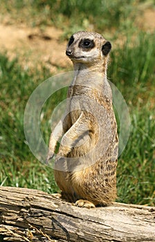 Curious meerkat