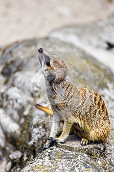 Curious meerkat looking around