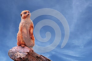 A curious meerkat or suricate Suricata suricatta looking towards the horizon, standing on a tree branch