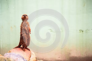A curious meerkat or suricate Suricata suricatta looking upwards