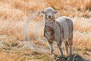 Curious merino sheep standing on grassy hill