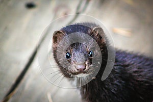 Curious mink looks into the lens, close-up