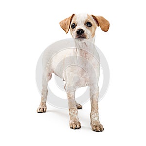 Curious mixed breed small white dog isolated