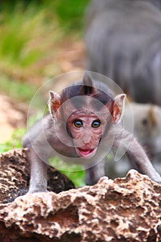 Monkey in Monkey Forest