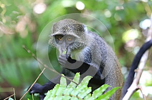 Curious monkey eat leaf