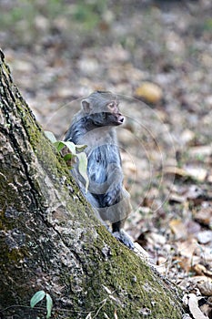 Curious Monkey on Mossy Tree Trunk in Forest, Side Profile Portrait of a Primate