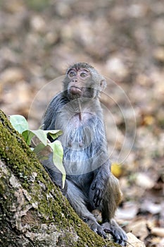Curious Monkey on Mossy Tree Trunk in Forest, Side Profile Portrait of a Primate