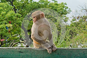 Curious monkey sitting on the green fence