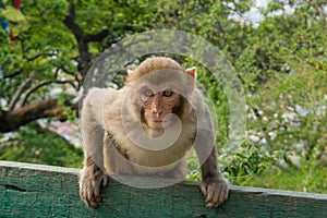 Curious monkey staring in camera